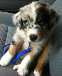 Australian Shepard Puppy - Pets