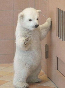 Beautiful baby polar bear - Beautiful Animals