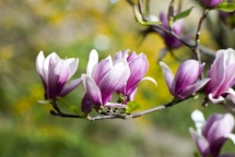 Belgique fleurs - Unassigned