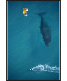 Kiteboarder passes unknowingly past whale - Kitesurfing