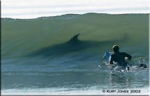 That better be a dolphin - Surfing