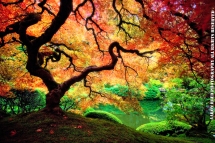 Photo by Aaron Reed - Unassigned