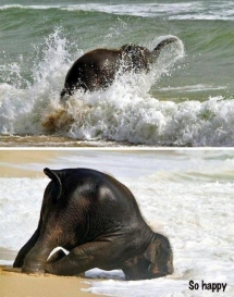 Cute baby elephant playing in the ocean surf - Animals do the darndest things