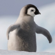 How Cute is this little guy!  - The Arctic!