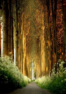 Church of Trees in Belgium - Fantastic Photography 