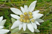 Collection of flowers - Unassigned