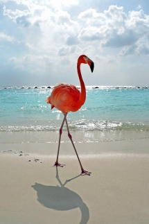Flamingo - Photography I love