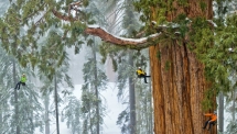 Giant Sequoias - What a wonderful world