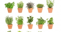 How to Build an Herb Garden - Gardens