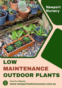 Low Maintenance Outdoor Plants - Newport Native Nursery - Native Nursery