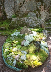 Moss Garden - Magical Gardens