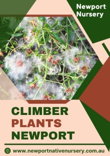 Newport Native Nursery - Native Nursery