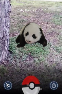Panda - Panda