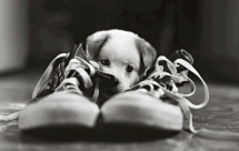 Puppy chewing on a shoe - Adorable Dog Pics
