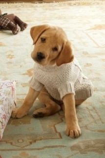 Puppy in a Sweater - A Dogs Life