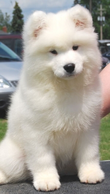 Samoyed Puppy - Adorable Dog Pics