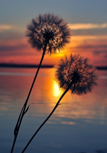 Sunset through dandelions - Photography I love