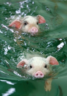 Swimming Pigs  - Fantastic Photography 