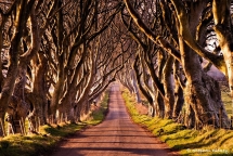 The Dark Hedges - Northern Ireland - Travel Bucket List