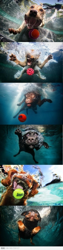 Underwater dogs are awesome! - Animals