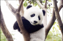 Woderful pandas' filtered photos - Panda
