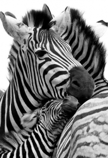 Zebras - Beautiful Animals