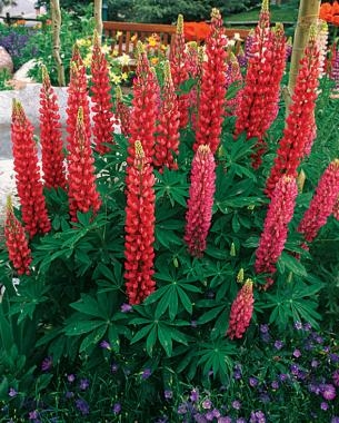 10 Perennials Easily Grown from Seed - Image 2