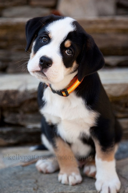10 week old puppy