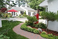 5 top plants for lazy gardeners - Image 2