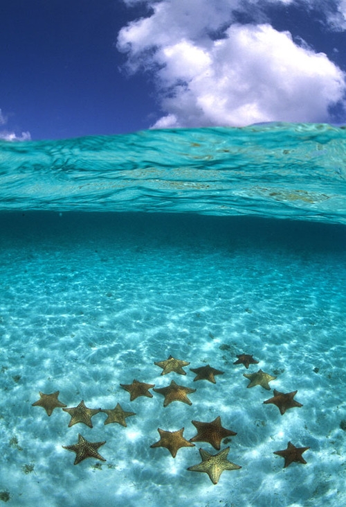 A cluster of starfish in crystal clear seawater [photo]