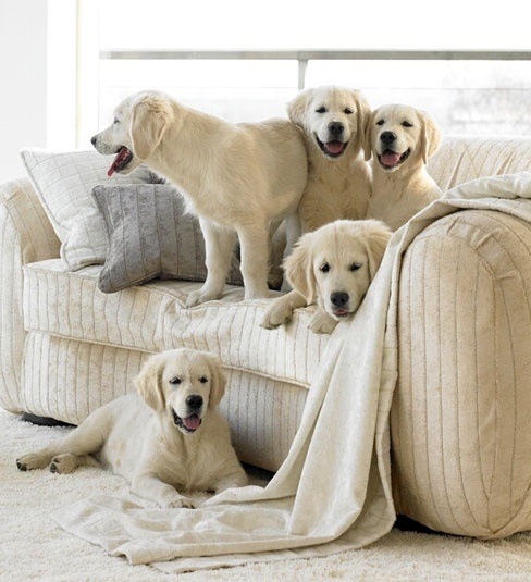 A Golden Retriever puppy is the best; 5 are even better [photo]
