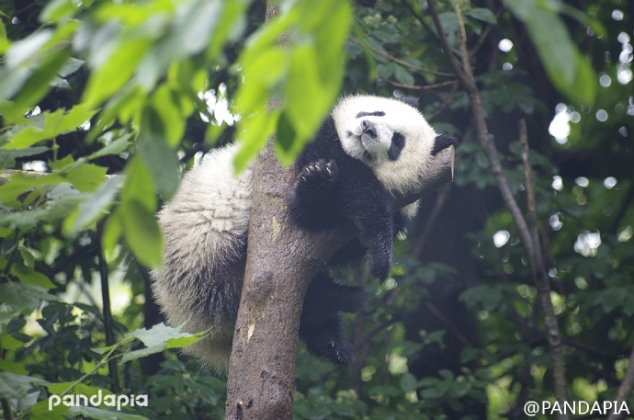 A panda likes to stay at a tree - Image 3