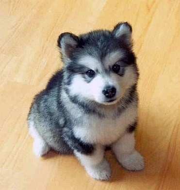 A Pomsky