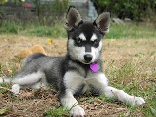  Alaskan Klee Kai - Image 2