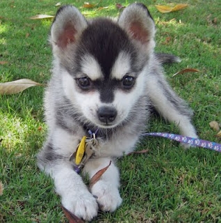  Alaskan Klee Kai - Image 3