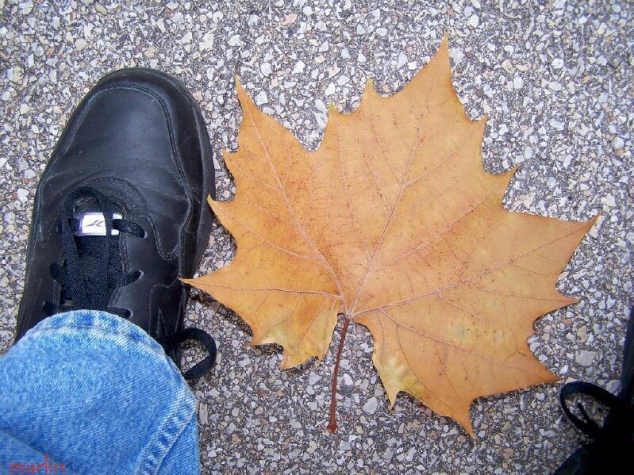 American Sycamore Tree - Image 2