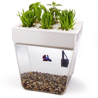 Aquafarm 