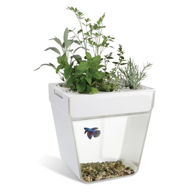 Aquaponic Fish Tank