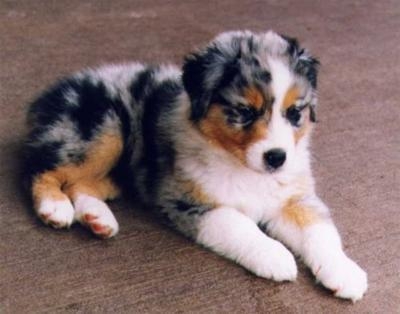 Australian Shepherd