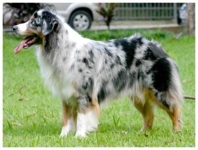 Australian Shepherd - Image 2