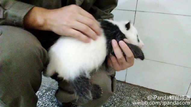Baby panda Shu Fen is one and a half months old. - Image 2
