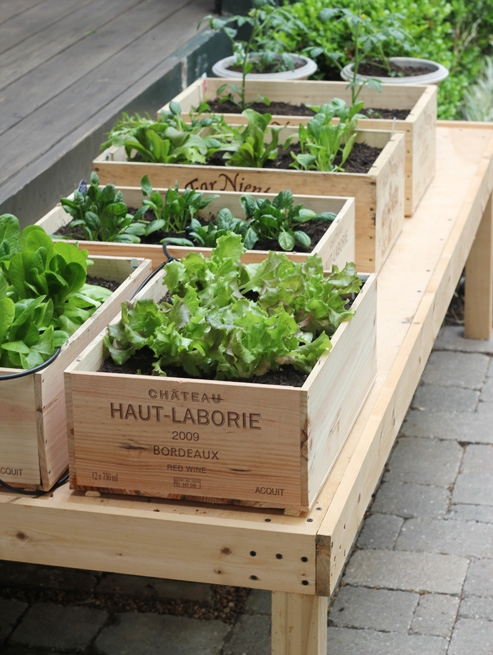 Backyard Box Garden - Image 3