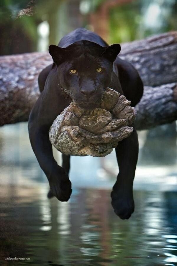 Kkiste Black Panther
