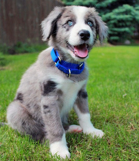 Blue Merle Border Collie puppy