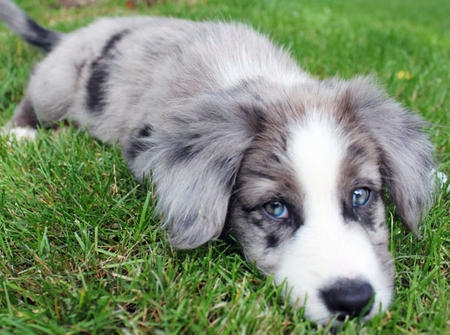 Blue Merle Border Collie puppy - Image 3