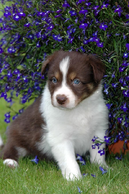 Border Collie Puppies - Image 3