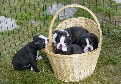 Boston Terrier puppies