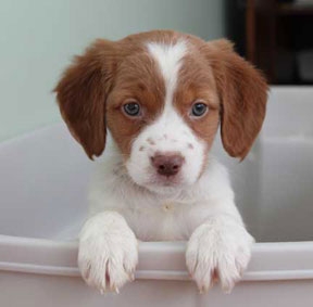 Brittany Spaniel