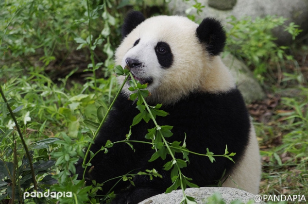 "Change a flavor today" said by Qing Da - Image 2