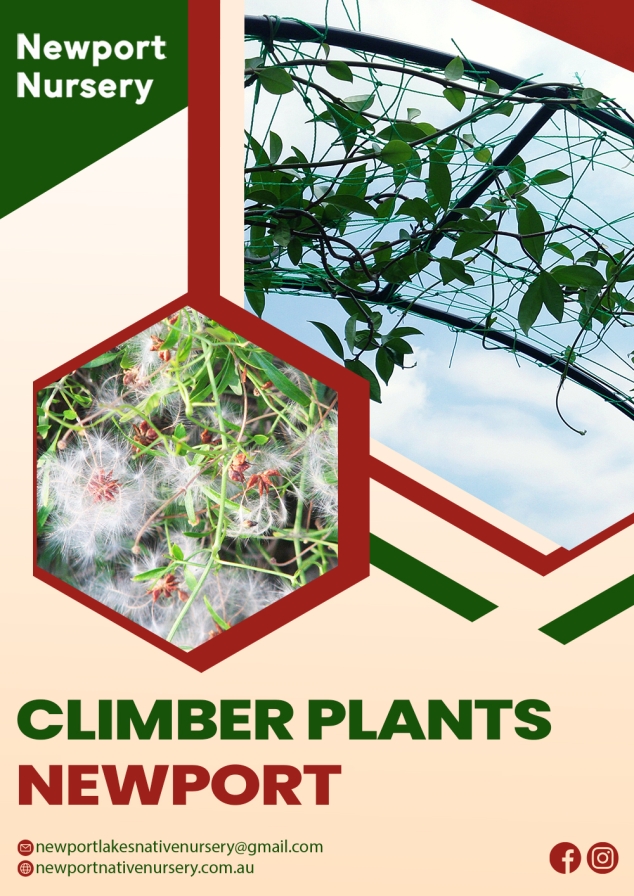 Climber Plants Newport